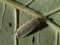 Eilema caniola, Hoary Footman