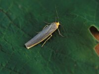 Eilema complana, Scarce Footman