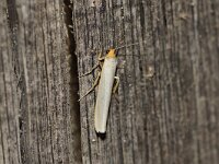 Eilema complana 2, Streepkokerbeertje, Saxifraga-Joep Steur