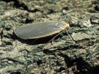 Eilema griseola, Dingy Footman