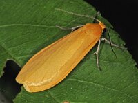 Eilema sororcula, Orange Footman