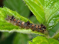 Eilema sororcula D4898  Eilema sororcula, geel beertje Collendoorn, Engelandsebos op 29 juli 2013 : Naar Naturalis in 2013
