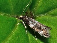 Elachista apicipunctella