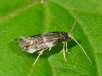 Mineermot 14.05 D1396  Mineermot  Diffelen op 14 mei 2013 : Naar Naturalis tzt