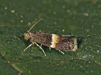 Elachista bisulcella
