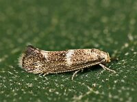 Elachista squamosella