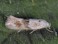 Elachista maculicerusella