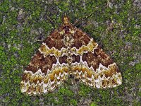 Electrophaes corylata, Broken-barred Carpet