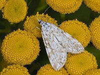 Elophila nymphaeata, Brown China Mark