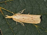 Ematheudes punctella