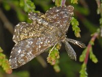 Ematurga atomaria, Common Heath