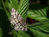 Ematurga atomaria 4, Gewone heispanner, Saxifraga-Kars Veling