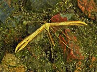 Emmelina monodactyla 2, Windevedermot, Saxifraga-Ab H Baas