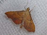 Endotricha flammealis