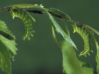 Endromis versicolora, Kentish Glory