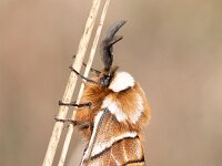 Endromis versicolora 11, Gevlamde vlinder, Saxifraga-Gerard de Jong : Endromis versicolora, Gevlamde vlinder, Insect, Kentish Glory, Macro, Overig, Saxifraga Beeldbank, moth, nachtvlinder