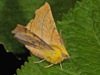 Ennomos alniaria, Canary-shouldered Thorn