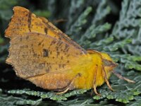 Ennomos alniaria 5, Geelschouderspanner, Saxifraga-Ab H Baas