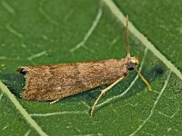 Ephestia unicolorella