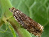 Epinotia abbreviana