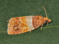Epinotia festivana