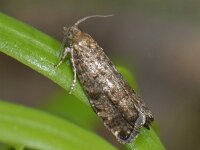 Epinotia nanana 01 #12207 : Epinotia nanana