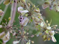 Epinotia ramella 7, Gemarmerde oogbladroller, Saxifraga-Tom Heijnen