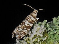 Epinotia tedella