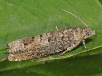 Epinotia tetraquetrana