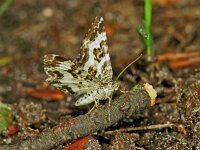 Epirrhoe tristata, Small Argent & Sable