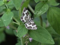 Epirrhoe tristata 2, Bonte bandspanner, Saxifraga-Peter Meininger