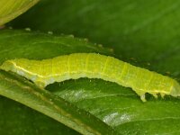 Epirrita dilutata, November Moth