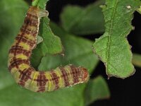 Epirrita dilutata 3, Herfstspanner, Saxifraga-Ab H Baas