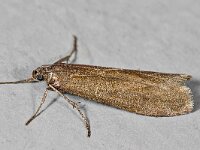 Episcythrastis tetricella