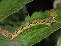 Erannis defoliaria 11, Grote wintervlinder, Saxifraga-Ab H Baas