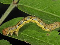 Erannis defoliaria 13, Grote wintervlinder, Saxifraga-Ab H Baas