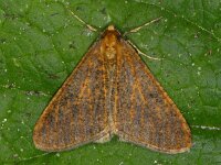 Erannis defoliaria 05 #09749 : Erannis defoliaria, Grote wintervlinder