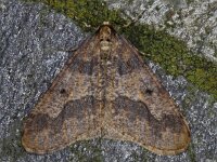 Erannis defoliaria 21, Grote wintervlinder, Saxifraga-Ab H Baas