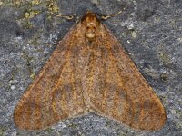 Erannis defoliaria 22, Grote wintervlinder, Saxifraga-Ab H Baas