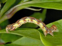 Erannis defoliaria 23, Grote wintervlinder, Saxifraga-Ab H Baas