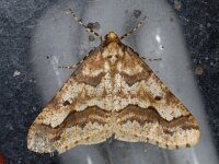 Erannis defoliaria 24, Grote wintervlinder, Saxifraga-Ab H Baas
