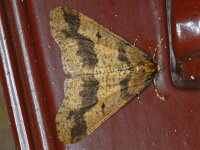 Erannis defoliaria 26, Grote wintervlinder, Saxifraga-Ab H Baas