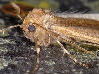 Erannis defoliaria 29, Grote wintervlinder, Saxifraga-Ab H Baas