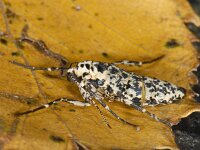 Erannis defoliaria #05309 : Erannis defoliaria, Grote wintervlinder, female