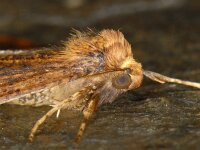 Erannis defoliaria 32, Grote wintervlinder, Saxifraga-Ab H Baas