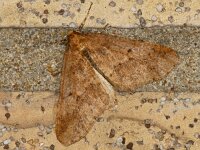 Erannis defoliaria 34, Grote wintervlinder, Saxifraga-Ab H Baas