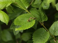 Erannis defoliaria 35, Grote wintervlinder, Saxifraga-Peter Meininger