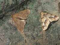 Erannis defoliaria 8, Grote wintervlinder, pair, Saxifraga-Frits Bink