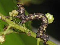 Erannis defoliaria 9, Grote wintervlinder, Saxifraga-Ab H Baas