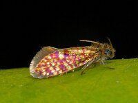 Eriocrania sparrmannella